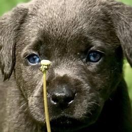 Dilute Retrievers from Crowley’s Ridge Silver Labs