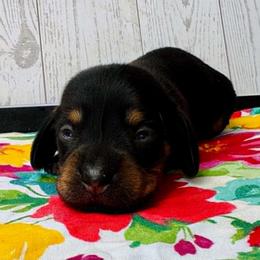 Penny - Black and tan female Dachshund puppy in Greenup, Kentucky from Tygart Creek Dachshunds