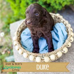 Duke - Chocolate male Goldendoodle puppy in Soddy Daisy, Tennessee from The W Doods