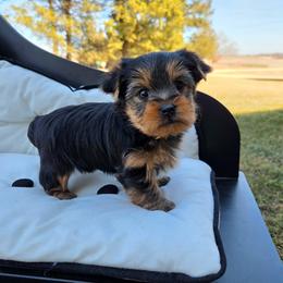 Boomer - Blue and gold male Yorkshire Terrier puppy in Monticello, Iowa from Ashley’s Puppies