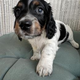 Candycane - Black and tan male Dachshund puppy in Highland, California from BAES Teufelshunde