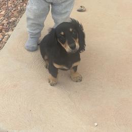Dachshund Puppies from R&S Farms