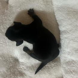 Briar - Black and tan male Dachshund puppy in Nashville, Georgia from Riverside Dachshund