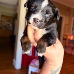 Black Tri male 1 - Black tri male Miniature Australian Shepherd puppy in Buchanan, Georgia from Stanleyville Farm Mini Aussies