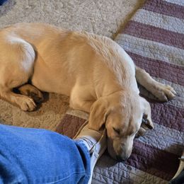 Pearl - Labrador Retriever