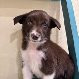 Doc - White and red male Border Collie puppy in Oberlin, Kansas from Hangin R Kennels