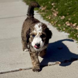 Poe - Brown and white male Bernedoodle puppy in Springville, Utah from Oodles of Bernedoodles