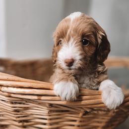 Luna - Apricot female Goldendoodle puppy in Austin, Texas from Cedarcrest Goldendoodles