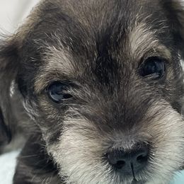 Miniature Schnauzer Puppies from Miniature Schnauzer Paradise llc