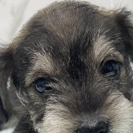 Miniature Schnauzer Puppies from Miniature Schnauzer Paradise llc