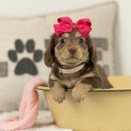 Choc and cream girl 2 - Chocolate and cream female Dachshund puppy in Seminary, Mississippi from Down South Mavericks Dachshunds