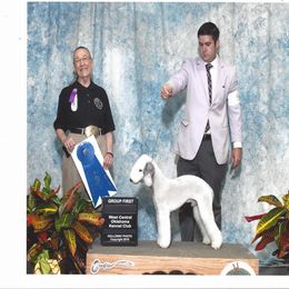 Bedlington Terrier and Bichon Frise All Grown Up from Patchwork Bedlington Terriers and Bichon Frise