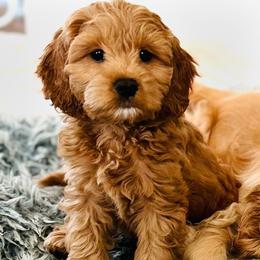 Cockapoo Puppies from Lulu's Cockapoos