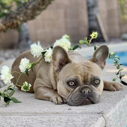French Bulldog puppies from Nala’s Nest
