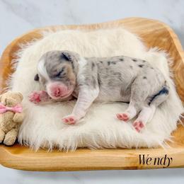 Wendy - Blue merle female Aussiedoodle puppy in Chattanooga, Tennessee from Remedy Ridge Aussiedoodles