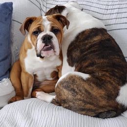 Bulldog All Grown Up from Millennium Farms