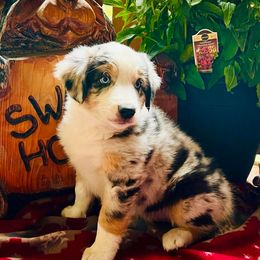 Australian Shepherd Puppies from Black Canyon Corral Aussies