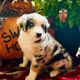 Australian Shepherd Puppies from Black Canyon Corral Aussies