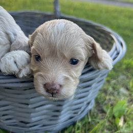 Cockapoo Puppies from East St. Poodles & Doodles