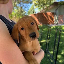 Francis - Yellow male Labrador Retriever puppy in Great Falls, Montana from Yogo Point Kennels