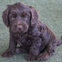 Steel  with a teal collar - Chocolate male Australian Labradoodle puppy in Provo, Utah from EllsWORTH Labradoodles LLC