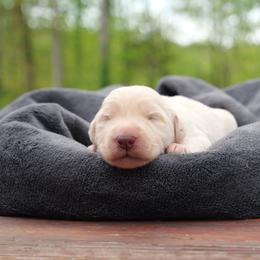 Esben Wingfeather - Cream male Labradoodle puppy in Rock Island, Tennessee from Harvest Sky Kennels