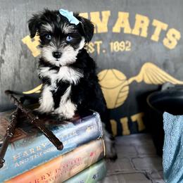 Miniature Schnauzer Puppies from Schnauzers on Robinson Lane