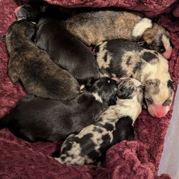 Border Collie puppies from New Dawn Border Collies