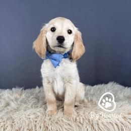 Mr Smee - Cream male Companion Cross puppy in Utah County, Utah from Big Hearted Breeders