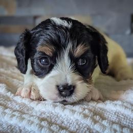 Tri Color Girl - Tri-color female Cavapoo puppy in San Diego, California from WW Cavapoos