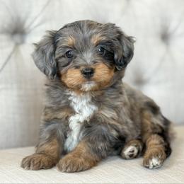 Winter ❄️ - male Aussiedoodle puppy in Granbury, Texas from Triple Cross Doodles