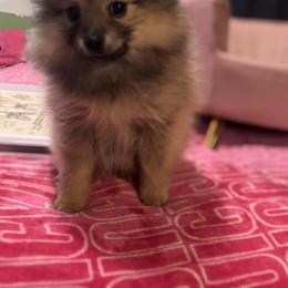 Poof - Cream sable female Pomeranian puppy in San Antonio, Texas from Charming Heart Companions