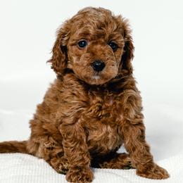 Andie - Red  female Goldendoodle puppy in Slc, Utah from Timp Doodles