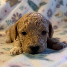 Blue Collar - Apricot female Goldendoodle puppy in Valley Center, Kansas from The Goldendoodle Gal