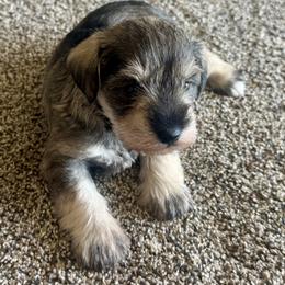 Miniature Schnauzer and Toy Australian Shepherd Puppies from Roses Halfpint Ranch