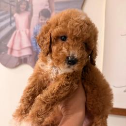 Girl 1 - Red  female Goldendoodle puppy in Meridian, Mississippi from Magnolia Poodles and Doodles