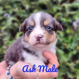 Ash - Black and tan male Pembroke Welsh Corgi puppy in Sidney, Ohio from Cozy Corgi Ranch