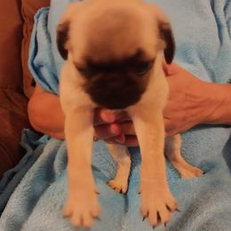 Boy 3 - Fawn male Pug puppy in Gadsden, Alabama from Gadsden Pugs