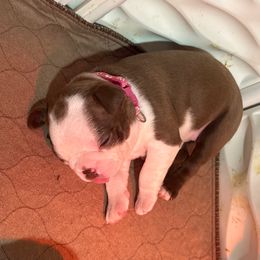 Girl 1 Pink Collar - Boston Terrier puppy from So Cal Boston’s