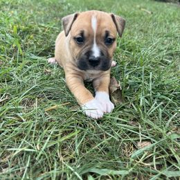 Mimosa - Red female American Staffordshire Terrier puppy in Marietta, Georgia from Ambition Amstaffs