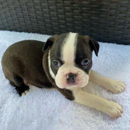 AKC James - Black brindle and white male Boston Terrier puppy in Imperial, Missouri from Boston Kup Breeders