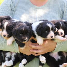Border Collie puppies from Kagee Border Collies