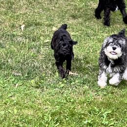 Miniature Schnauzer Puppies from Chantel's Miniature Schnauzers