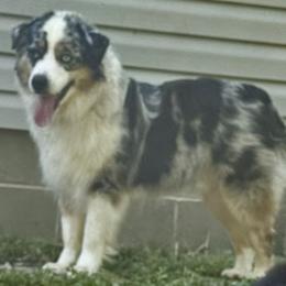 Leo - Miniature American Shepherd