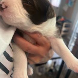 Justice - Chocolate male Border Collie puppy in Salem, Oregon from Croisan Creek Border Collies