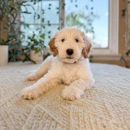 Kathani - Parti female Goldendoodle puppy in Barstow, California from Golden Desert Doodles