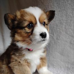 Fluffy Pink collar - White and fawn female Pembroke Welsh Corgi puppy in Yelm, Washington from Tolbolton Creek Corgis