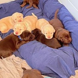 Labrador Retriever Puppies from Be Brave
