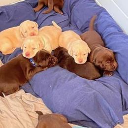 Labrador Retriever Puppies from Be Brave