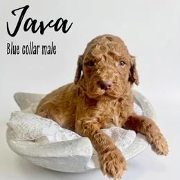 Java - Red  male Goldendoodle puppy in Taylorsville, North Carolina from Doggone Dixie Doodles